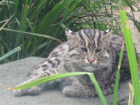 Maybe you would like to learn more about one of these? Fishing cat | Wild cats, Animals, Cats