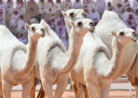 Saudi Arabia Hosts World’s Biggest Camel Festival About Her