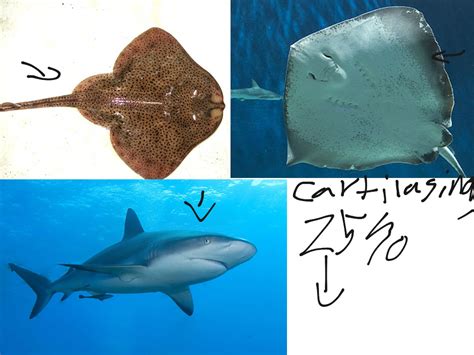 Stingray Adaptations And Evolution Science Showme