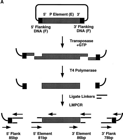 drosophila p element transposase is a novel site specific endonuclease