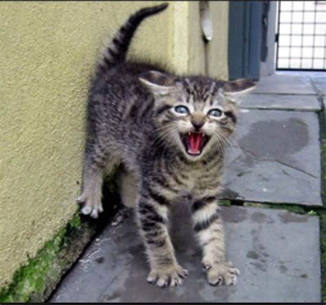 17 Best Images About Scaredy Cats On Pinterest Cute Cat  Lol