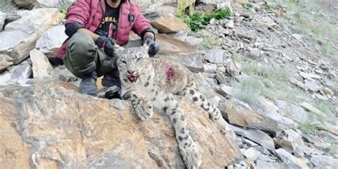 Poachers Kill Female Snow Leopard In Hopper Valley Gb Oyeyeah