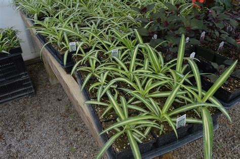 This plant will thrive in low cut foliage at the base of the plant and get rid of dead or diseased leaves, including leaves with severely damaged yellow or brown tips. Spider Plant
