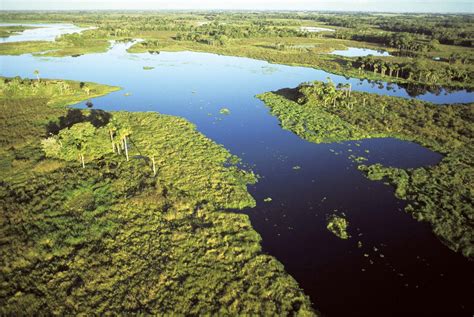 Pantanal Floodplain South America Britannica