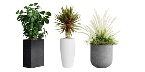 Plant Realistic Interior Plants In Pots 3 Species Decorative Grass