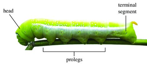 Caterpillar Labelled Diagram