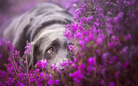 Purple Dog Wallpapers Top Free Purple Dog Backgrounds Wallpaperaccess