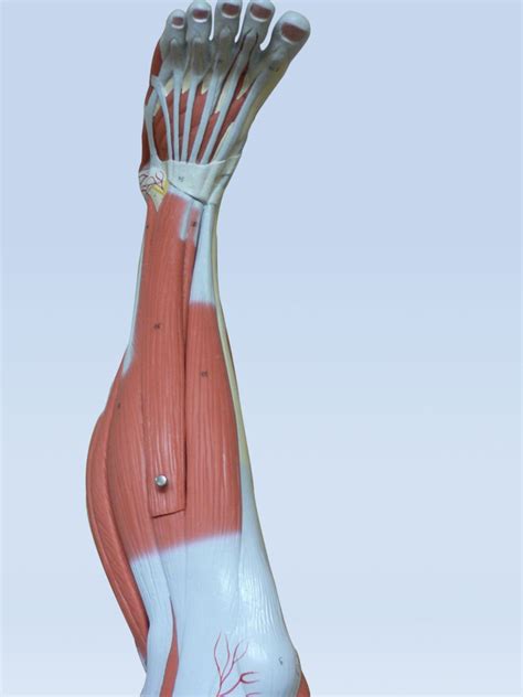 Lateral Leg Muscles Diagram Quizlet