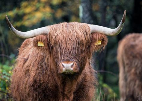 Wet Highland Cow By Caronparker