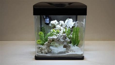 Small Fish For Your Mini Aquarium Set Up Aquatics World