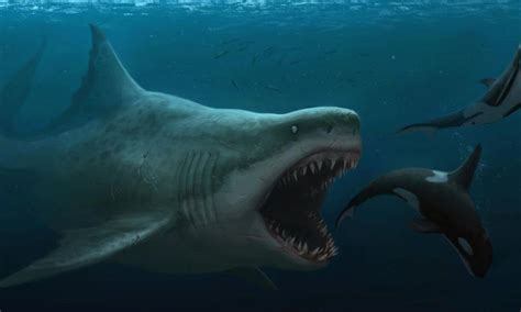 Why Was The Megalodon Extinct Mastery Wiki