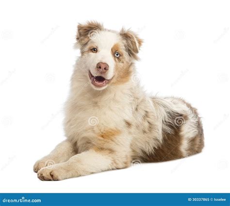Australian Shepherd Puppy Lying And Smiling Stock Image Image Of