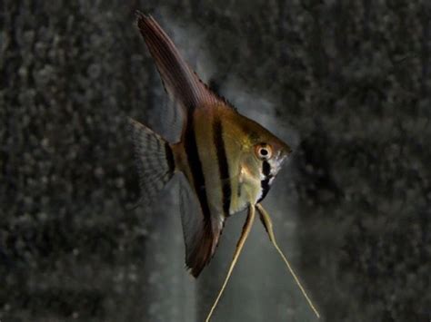 Dantum Angelfish Angel Fish Tropical Fish Fish Pet