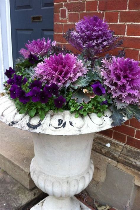 Beautiful Purple Winter Kale Flower Pots Winter Window Boxes Fall