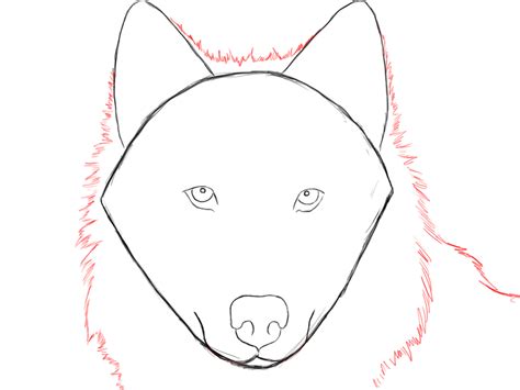 How To Draw A Wolf Step By Step Draw Central