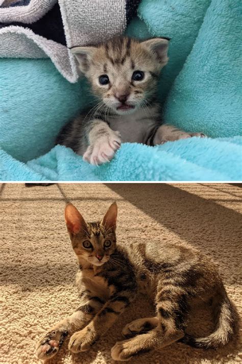 20 Heartwarming Before And After Pics Of Rescued Cats To Make You Smile