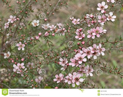 Spring Australian Wildflower Leptospernum Pink Cascade Flower Stock