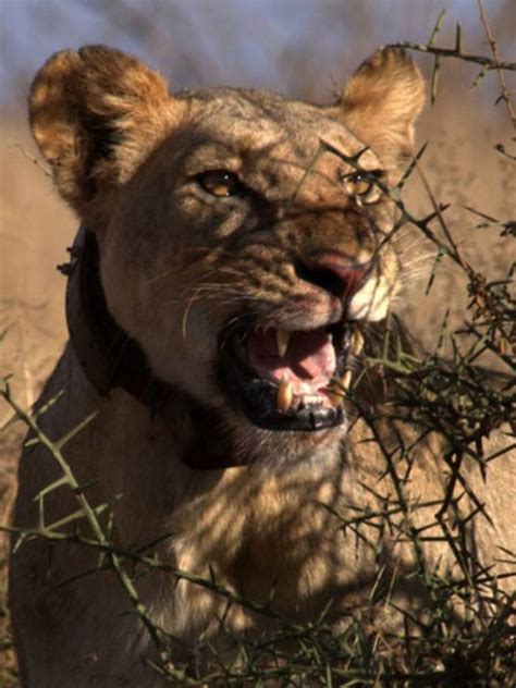 El León Guerrero Sincroguia Tv