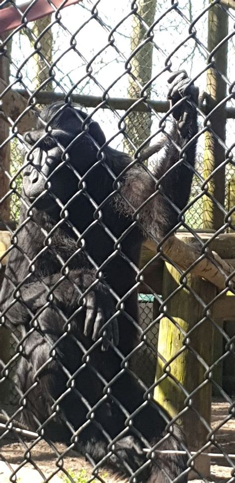 Howletts Wild Animal Park Canterbury 2019 All You Need To Know