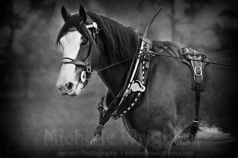Artist Blog Of Michelle Wrighton Dog Photograph Beautiful Horses