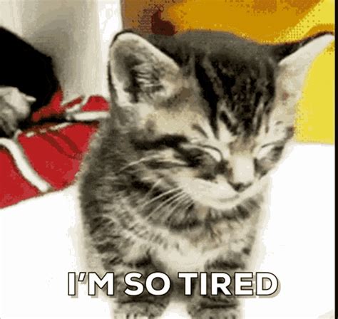 Cat Tired  Cat Tired Exhausted Discover Share S