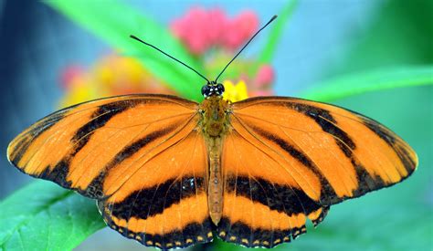 Free Picture Wildlife Butterfly Colorful Brown Macro Invertebrate