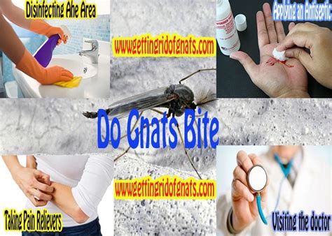 Do Gnat Bites Heres What You Must Know About Them How To Get Rid