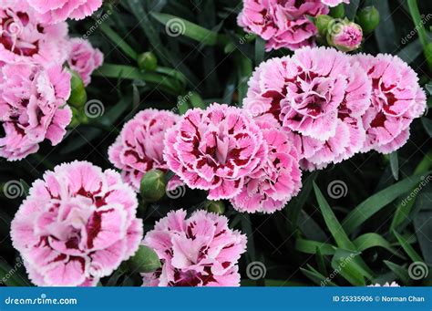 Beautiful Carnation Flowers Stock Photo Image Of Petal Carnation