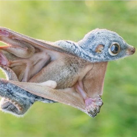 The Philippine Flying Lemur Looks Almost Unreal Rpics