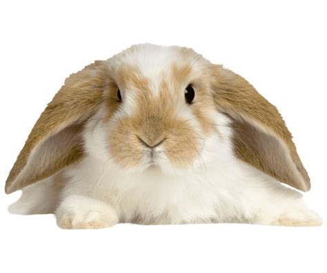 American Fuzzy Lop Rabbit Complete Guide