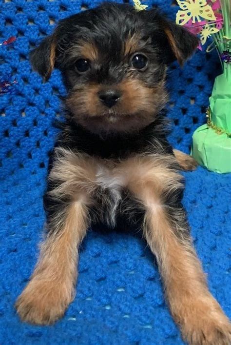 All have papers and have 1st shots and wormed. Yorkshire Terrier Puppies For Sale | Charleston, WV #288303