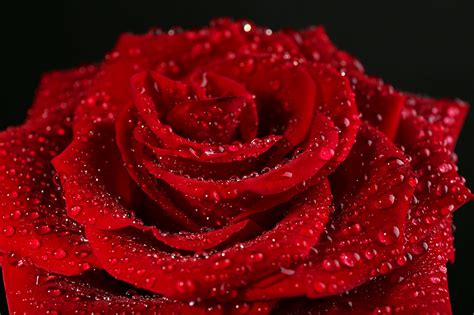 Hd & 4k qualität kein copyright riesige auswahl an schönen bildern. Hintergrundbilder Rot Rosen Blumen Tropfen Großansicht