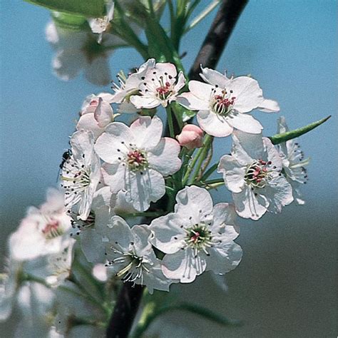 Lowes 325 Gallon White Flowering Cleveland Select Flowering Pear In