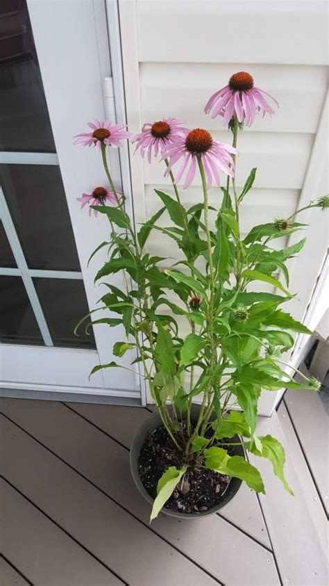 How To Grow Echinacea Coneflowers In Pots Or Containers Growit Buildit