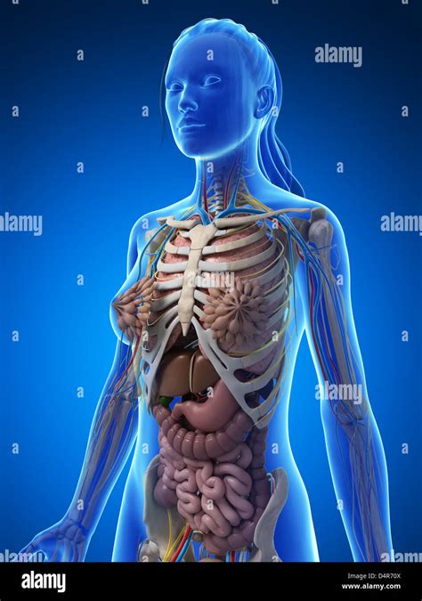 Female Human Anatomy Hi Res Stock Photography And Images Alamy