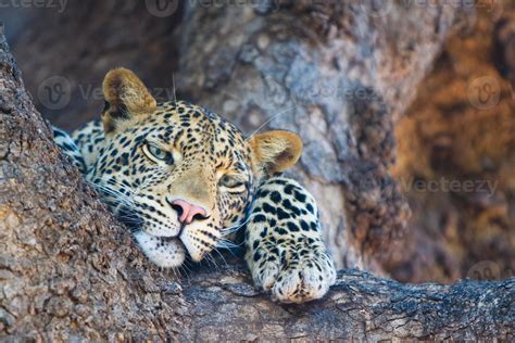 Relaxed Leopard 756404 Stock Photo At Vecteezy