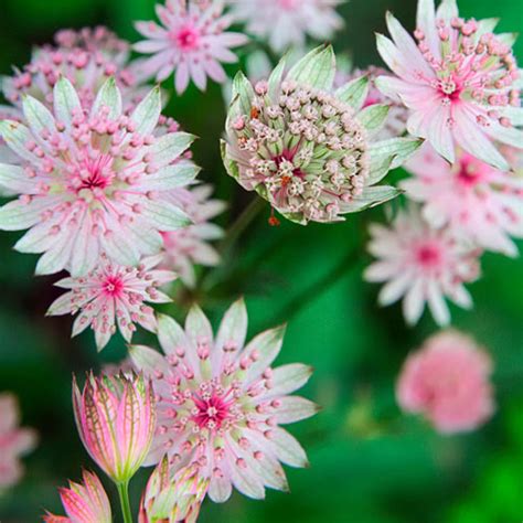 Sparkling Stars Pink Astrantia Premium Dutch Flower Bulbs
