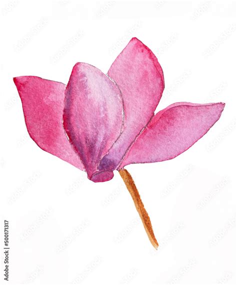 Watercolor Illustration Of Cyclamen Flower Pink Cyclamen Flowers