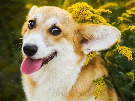Funny Face Welsh Corgi In Yellow High Quality Animal Stock Photos
