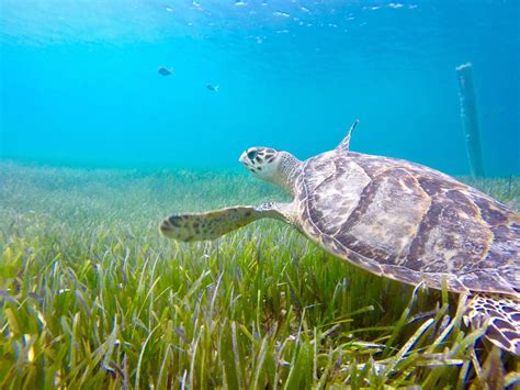 The body of water is an extension of the arabian sea through the strait of hormuz a. Space-Use and Habitat Preference of Sea Turtles in the ...