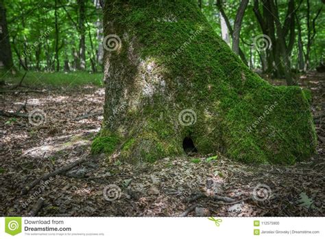 Little Burrow In A Tree Trunk Stock Photo Image Of Brown Trunk