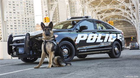 Police Dog Breeds √ K 9 Dog Types Roles And Classification What Police