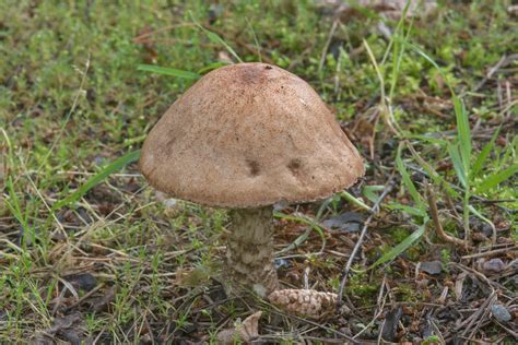Photo 2118 08 Brown Birch Bolete Mushroom Leccinum Scabrum In