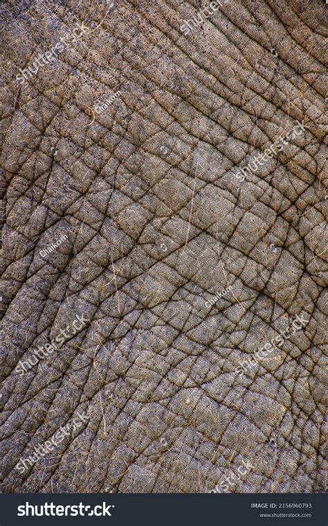 Close African Elephants Skin Texture Stock Photo 2156960793 Shutterstock
