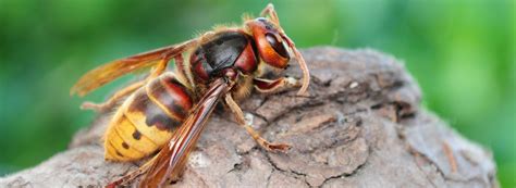 7 Facts About Hornets Ehrlich Pest Control