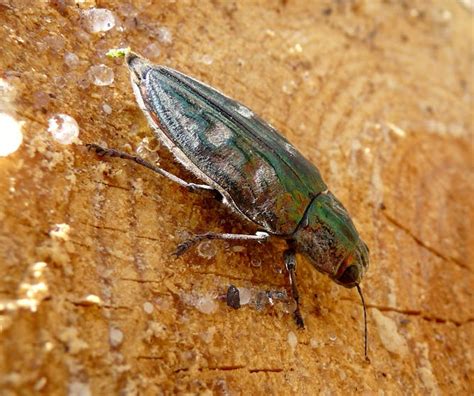 How Wood Eating Beetles Help Nature Recycle Qrius