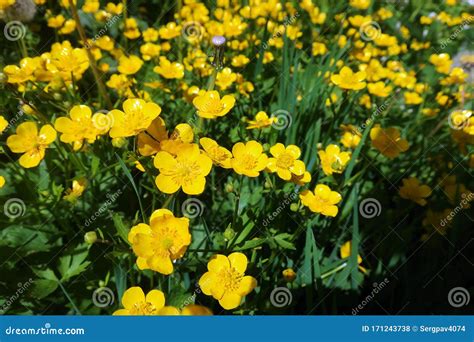 Small Yellow Wildflowers In The Meadow Stock Photo Image Of Fresh