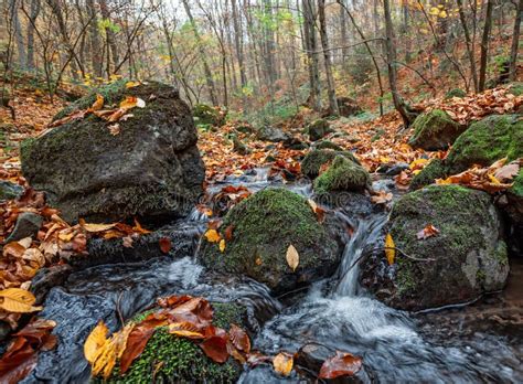 Autumn Forest With Creek Stock Image Image Of Light 34814027