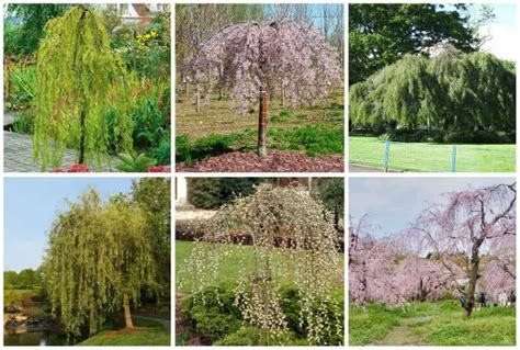6 Weeping Trees For Usda Zone 4 Including Dwarf Varieties