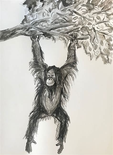 Orangutan Drawing Orangutan Hanging From Tree Orangutan Etsy